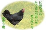 ピヨちゃん ペット葬儀日：2009年9月4日 東京都よりご依頼