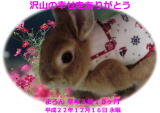 まろんちゃんのメモリアル写真　ペット葬儀 火葬日：２０１０年１２月１８日　東京都よりご依頼