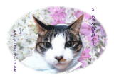 ミーコちゃんのメモリアル写真　ペット葬儀 火葬日：２０１０年１２月１１日　東京都よりご依頼