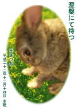 うさっちちゃんのメモリアル写真　ペット葬儀 火葬日２０１０年１２月１６日　東京都よりご依頼